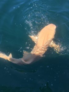 Shark Fishing Reel-Ality Fishing Charters
