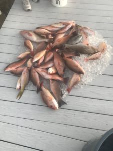 Mangrove Snapper Fishing Reel-Ality Fishing Charters