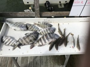 Sheepshead Reel-Ality Fishing Charters